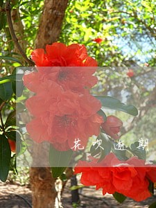 花呗逾期多久恢复信用