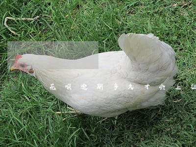 花呗逾期多久才会上征信啊 花呗逾期多久才会上征信啊