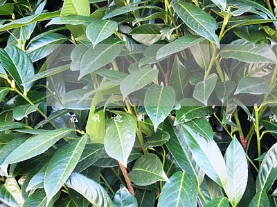 花呗逾期多久才可以恢复正常 花呗逾期多久才可以恢复正常