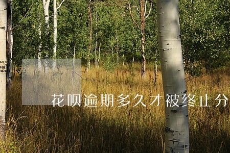 花呗逾期多久才被终止分期合同 花呗逾期多久才被终止分期合同