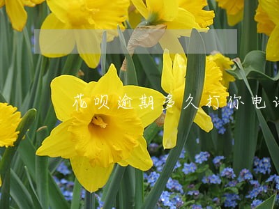 花呗逾期多久打你电话 花呗逾期多久打你电话