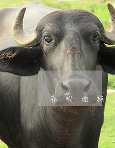 花呗逾期多久打电话给家里 花呗逾期多久打电话给家里
