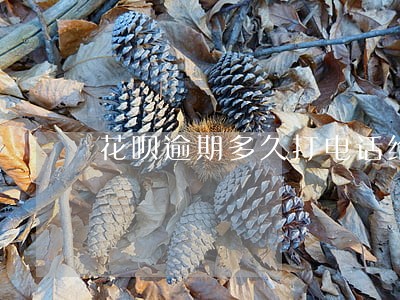 花呗逾期多久打电话给我 花呗逾期多久打电话给我