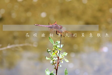 花呗逾期多久打紧急联系人 花呗逾期多久打紧急联系人