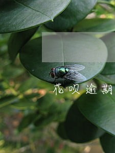 花呗逾期多久掉芝麻分