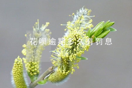 花呗逾期多久有罚息 花呗逾期多久有罚息