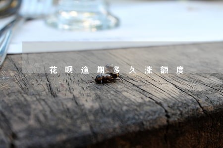 花呗逾期多久涨额度 花呗逾期多久涨额度