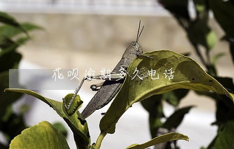 花呗逾期多久电话 花呗逾期多久电话