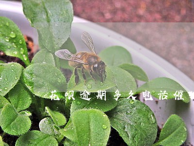 花呗逾期多久电话催收 花呗逾期多久电话催收