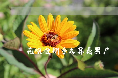 花呗逾期多久算是黑户 花呗逾期多久算是黑户