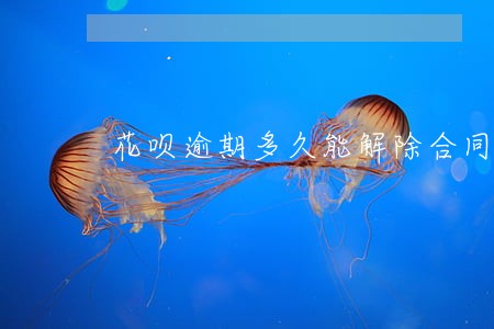 花呗逾期多久能解除合同 花呗逾期多久能解除合同
