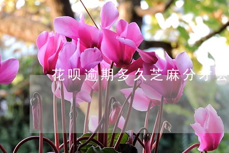 花呗逾期多久芝麻分才会涨 花呗逾期多久芝麻分才会涨