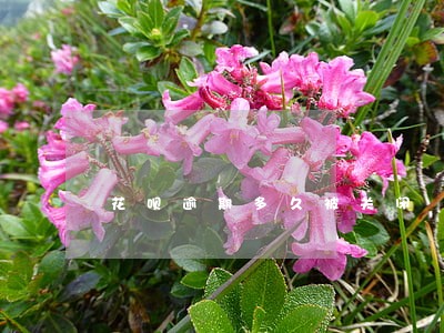 花呗逾期多久被关闭 花呗逾期多久被关闭
