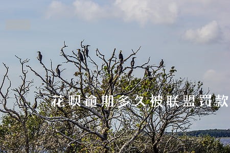 花呗逾期多久被联盟罚款 花呗逾期多久被联盟罚款