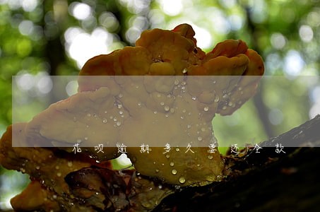 花呗逾期多久要还全款 花呗逾期多久要还全款