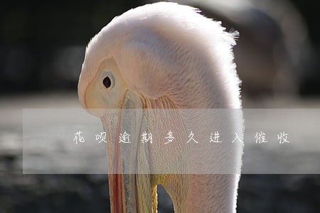 花呗逾期多久进入催收 花呗逾期多久进入催收
