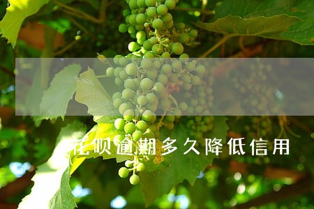 花呗逾期多久降低信用 花呗逾期多久降低信用