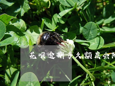 花呗逾期多久额度会降 花呗逾期多久额度会降