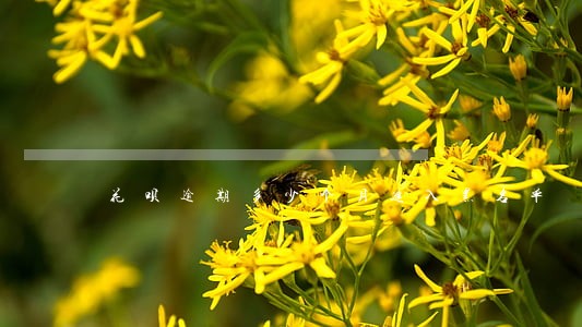 花呗逾期多少个月进入黑名单 花呗逾期多少个月进入黑名单