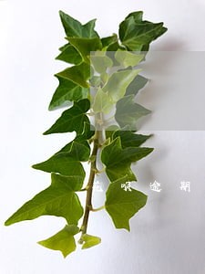 花呗逾期多少买车有影响吗 花呗逾期多少买车有影响吗