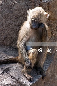 花呗逾期多少会扣芝麻分 花呗逾期多少会扣芝麻分