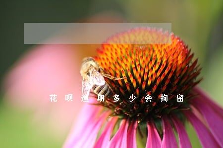 花呗逾期多少会拘留 花呗逾期多少会拘留