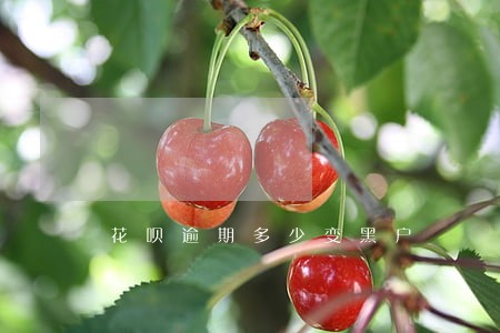 花呗逾期多少变黑户 花呗逾期多少变黑户