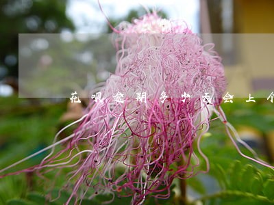 花呗逾期多少天会上个人征信报告 花呗逾期多少天会上个人征信报告