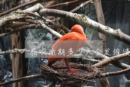 花呗逾期多少天会发催债函 花呗逾期多少天会发催债函