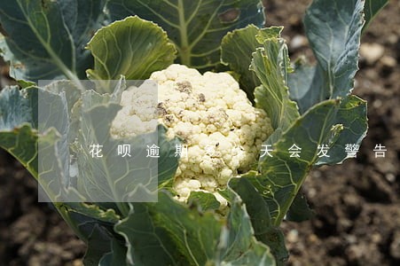 花呗逾期多少天会发警告信息 花呗逾期多少天会发警告信息