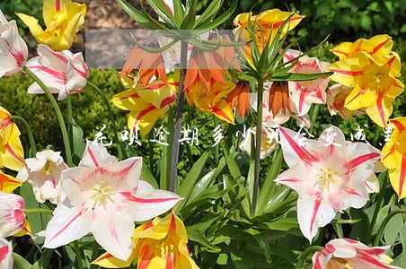 花呗逾期多少天会变成黑户 花呗逾期多少天会变成黑户