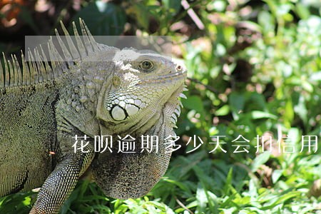 花呗逾期多少天会扣信用度