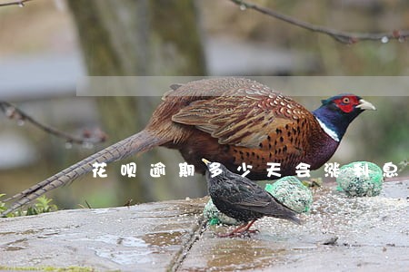 花呗逾期多少天会涨利息 花呗逾期多少天会涨利息