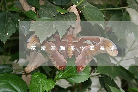 花呗逾期多少天关闭 花呗逾期多少天关闭