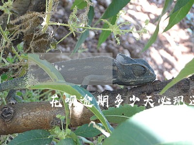 花呗逾期多少天必现还全款吗 花呗逾期多少天必现还全款吗