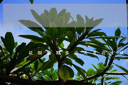 花呗逾期多少天才会上征信 花呗逾期多少天才会上征信