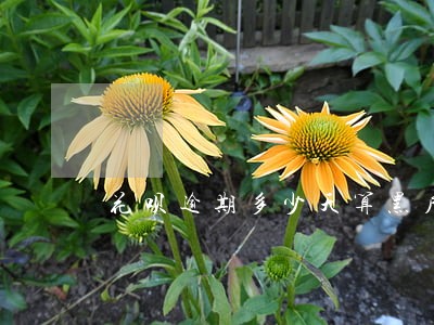 花呗逾期多少天算黑户 花呗逾期多少天算黑户