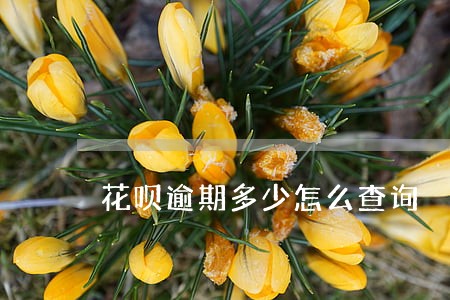 花呗逾期多少怎么查询 花呗逾期多少怎么查询