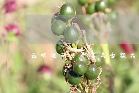 花呗逾期多少算是金额大
