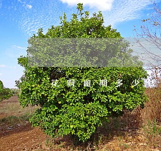 花呗逾期多少钱一个月 花呗逾期多少钱一个月