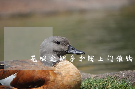 花呗逾期多少钱上门催收 花呗逾期多少钱上门催收