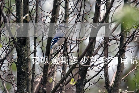 花呗逾期多少钱会打电话 花呗逾期多少钱会打电话