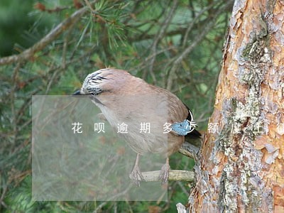花呗逾期多少额度上征信 花呗逾期多少额度上征信