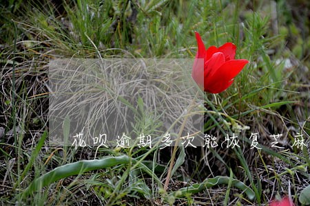 花呗逾期多次能恢复芝麻信用分吗 花呗逾期多次能恢复芝麻信用分吗