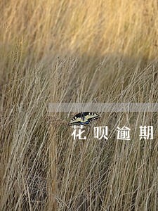 花呗逾期多长时间不能用了 花呗逾期多长时间不能用了