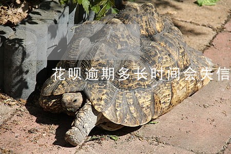 花呗逾期多长时间会失信 花呗逾期多长时间会失信