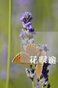 花呗逾期多长时间关闭 花呗逾期多长时间关闭