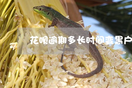 花呗逾期多长时间变黑户 花呗逾期多长时间变黑户