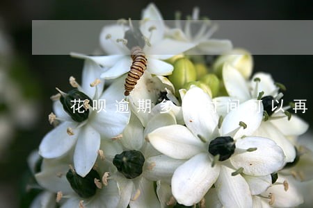 花呗逾期多长时间可以再分期 花呗逾期多长时间可以再分期