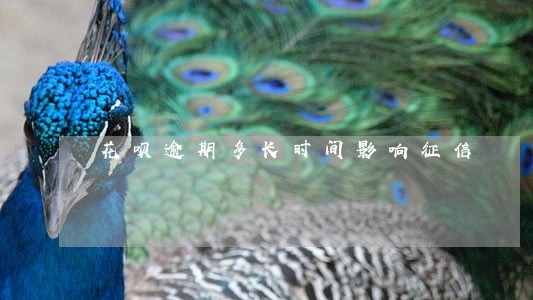花呗逾期多长时间影响征信 花呗逾期多长时间影响征信